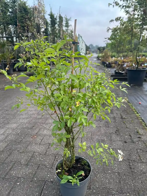Rosa ‘Guirlande d‘ Amour‘ - Uitverkoop