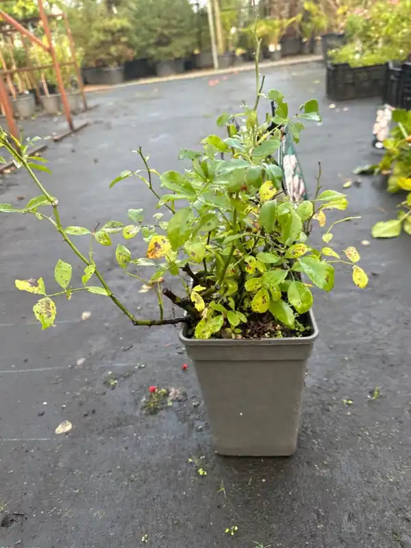 Koop vandaag - Rosa ‘Lampion‘