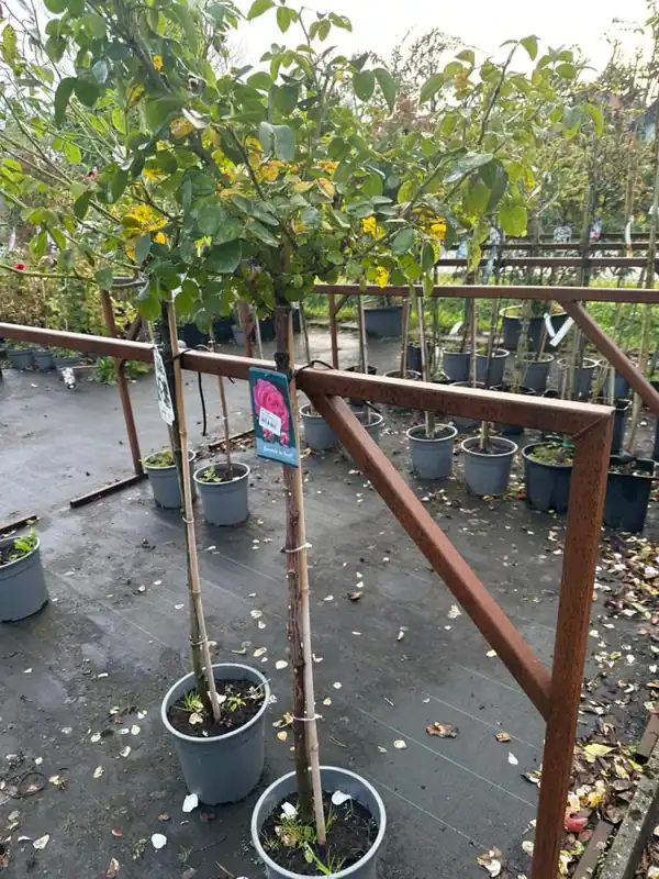 Rosa ‘Leonardo da Vinci‘ | Nog maar enkele beschikbaar