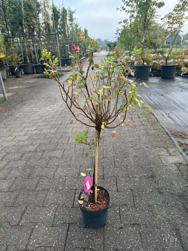 Dagdeal | Rosa canina
