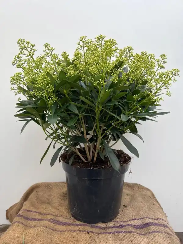 Scherp geprijsd - skimmia jap. ‘Finchy‘