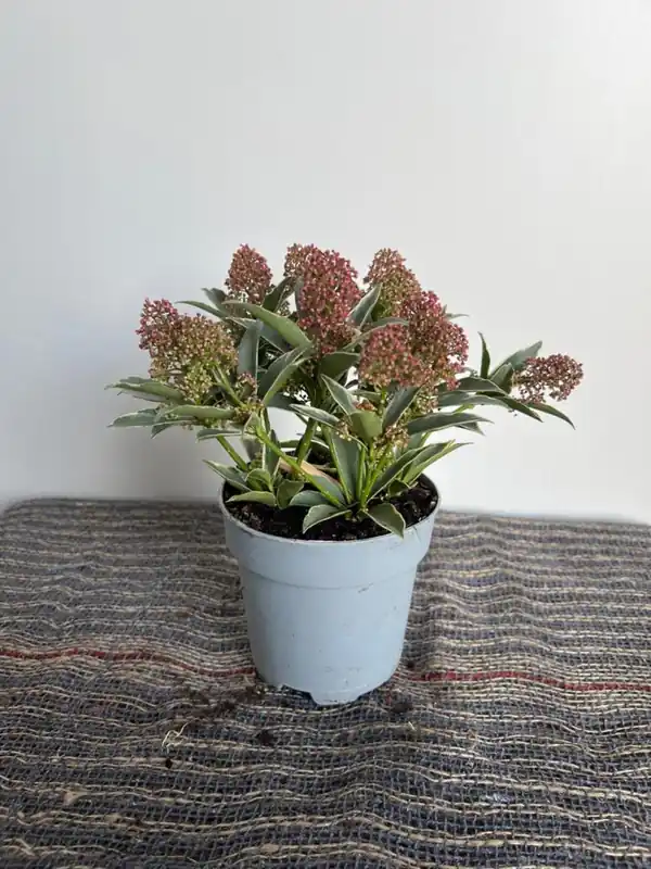 Sale - Skimmia jap. ‘Mystic Marlot‘