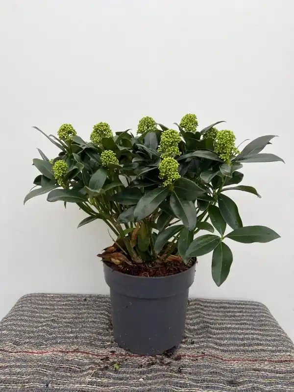 Skimmia japonica ‘Veitchii‘ | Deal