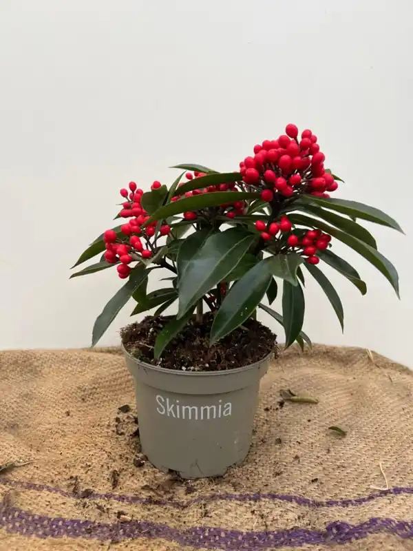 Vanaf nu beschikbaar - Skimmia reevesiana