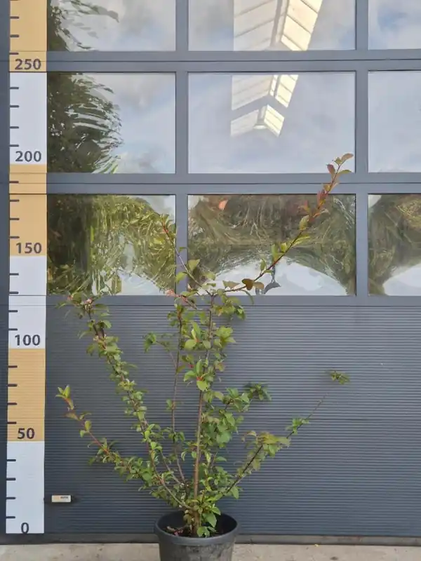 Viburnum bodn. ‘Dawn‘ - Professionele kwaliteit