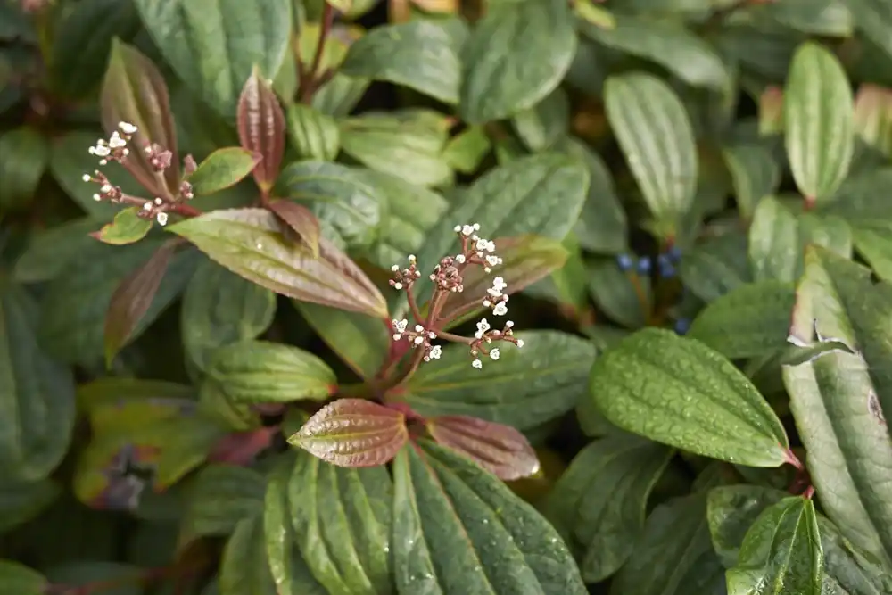 Direct van de fabrikant | Viburnum davidii