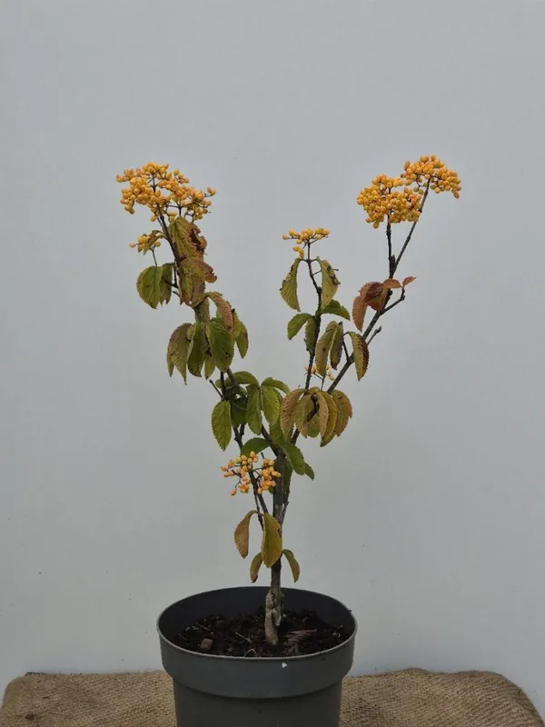 Verlaagde prijs - Viburnum dilatatum