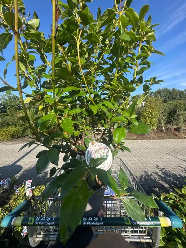 Viburnum opulus - Aanbieding
