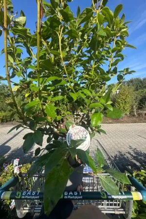Aanrader - Viburnum tinus