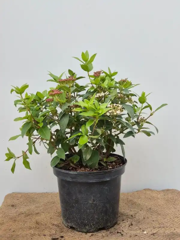Scherpe prijs | Viburnum tinus ‘Eve Price‘