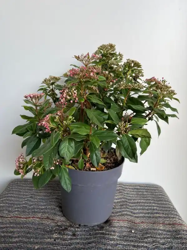 Extra voordeel | Viburnum tinus ‘Gwenllian‘