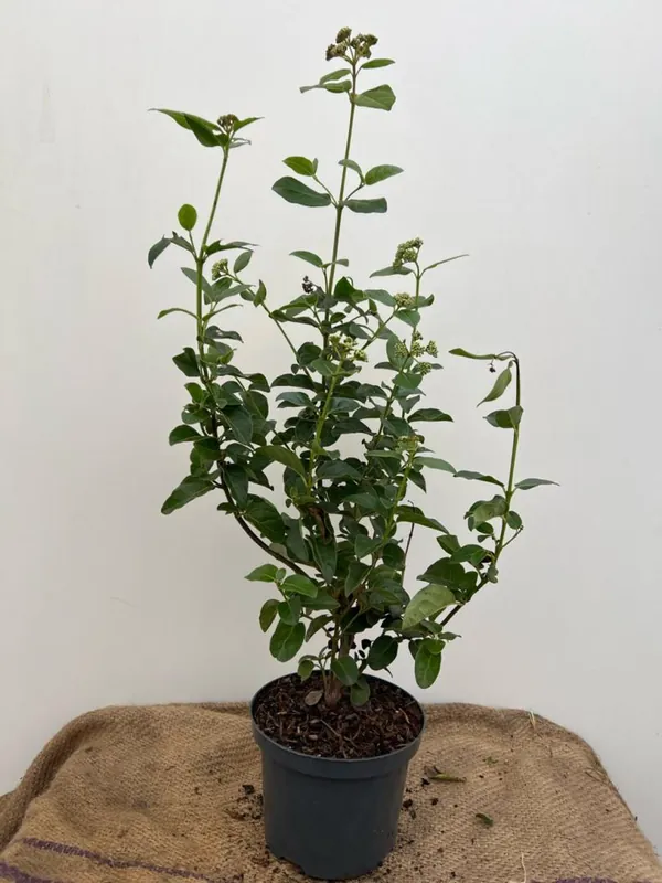 Veel gekozen | Viburnum tinus ‘Lisarose‘