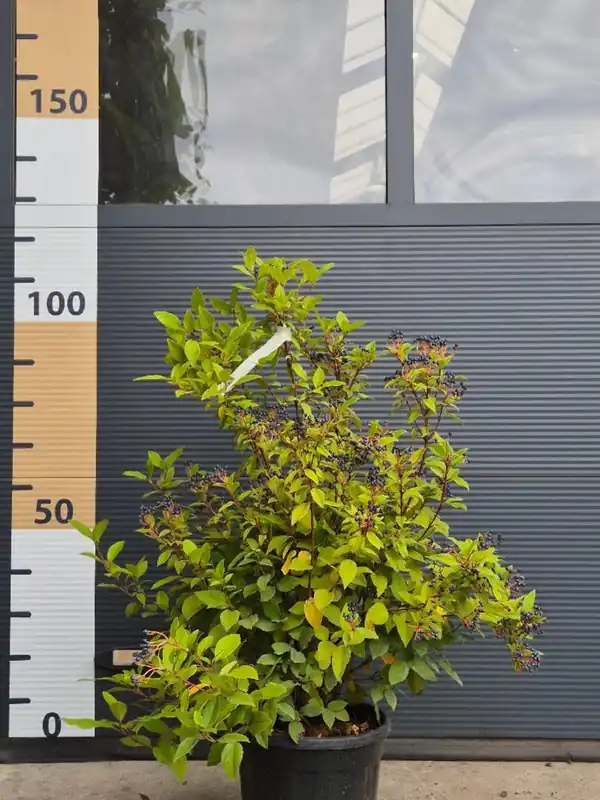 Scherp geprijsd | Viburnum tinus Spirit