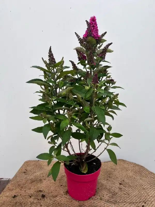 Buddleia davidii Loch inch - Shop nu
