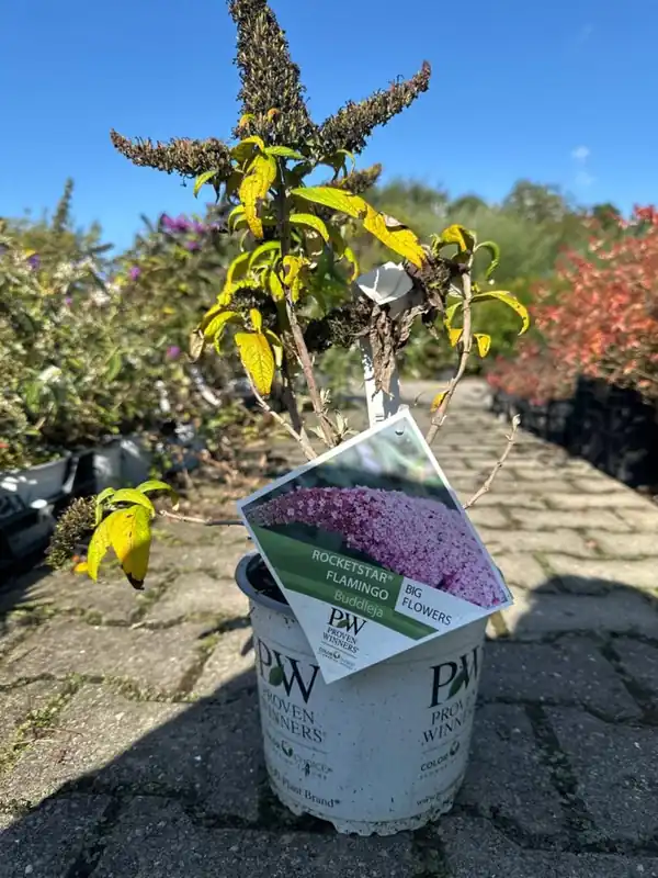Buddleja alternifolia ‘Unique‘ - Topkwaliteit