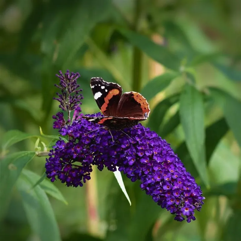 Buddleja dav. ‘Black Knight‘ | Bestseller