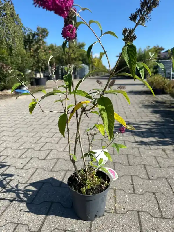 Nog maar enkele beschikbaar | Buddleja dav. ‘Miss Ruby‘