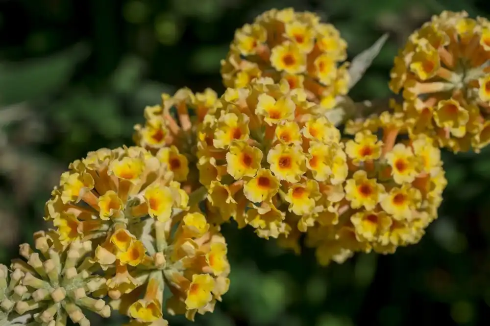 Buddleja dav. ‘Nanho Blue‘ | Actie loopt bijna af