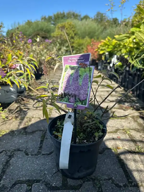 Buddleja dav. ‘Nanho Purple‘ - Voeg toe aan winkelwagen