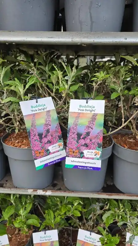 Buddleja dav. ‘Pink Delight‘ | Zojuist toegevoegd