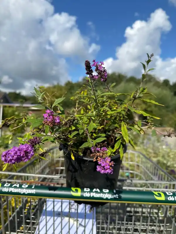 Buddleja dav. Free Petite® ‘Dark Pink‘ | Gratis retourneren