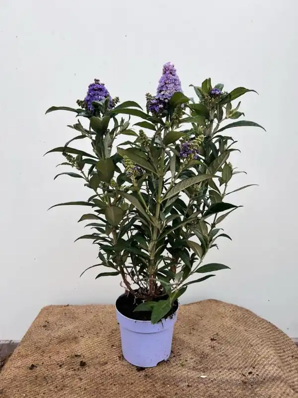 Buddleja davidii | Voordelig