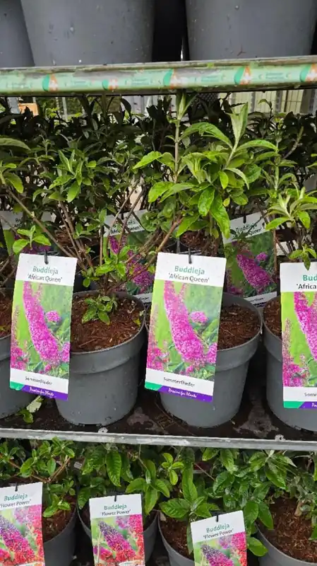 Buddleja Free Petite ‘Blue Heaven‘ - Fabrieksprijs