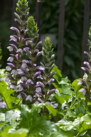 Acanthus hungaricus - Nu beschikbaar