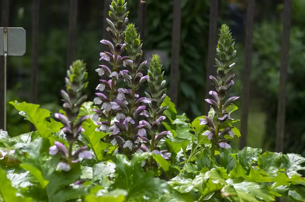 Acanthus hungaricus - Nu beschikbaar