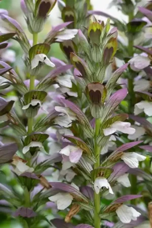 Acanthus mollis - Premiumkwaliteit
