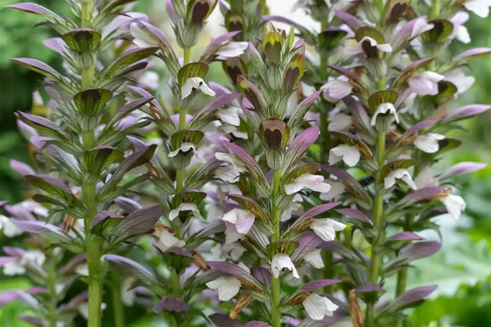 Acanthus mollis - Premiumkwaliteit