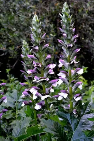 Acanthus spinosus - Shop nu