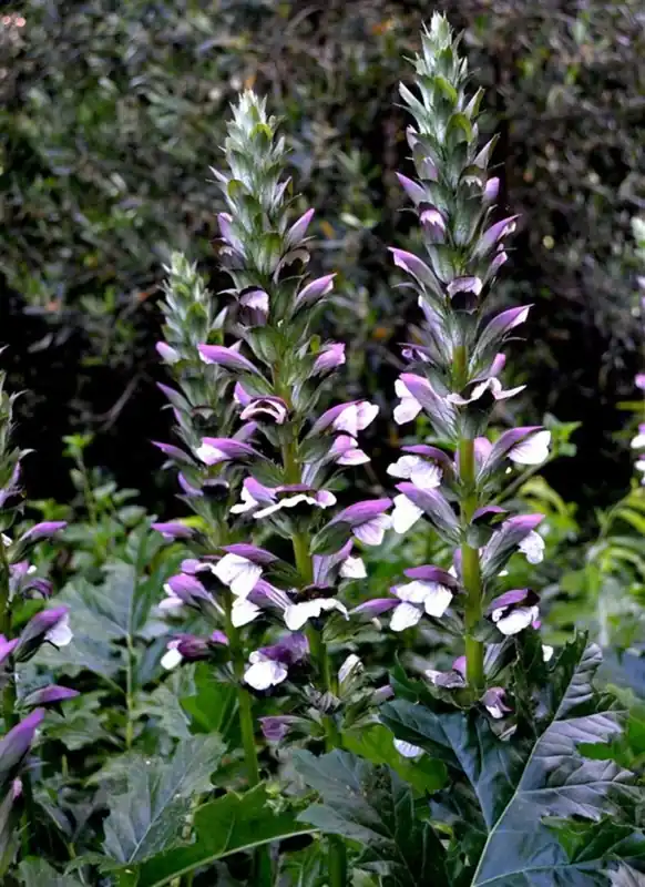 Acanthus spinosus - Shop nu