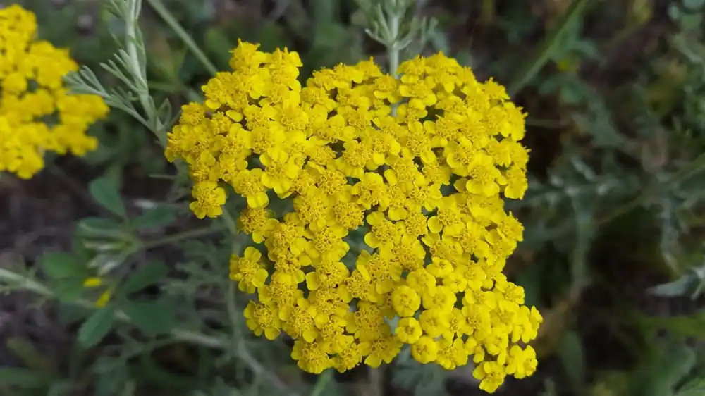 Achillea ‘Credo‘ - Korting