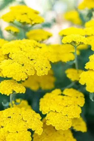 Achillea ‘Moonshine‘ - Hoog gewaardeerd