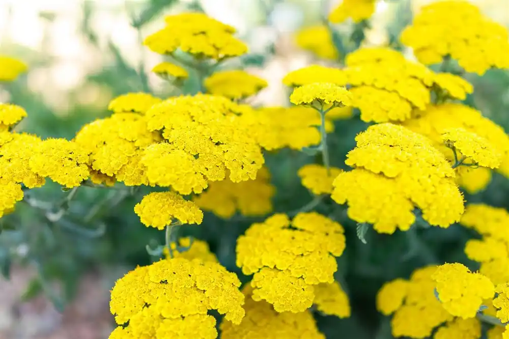 Achillea ‘Moonshine‘ - Hoog gewaardeerd