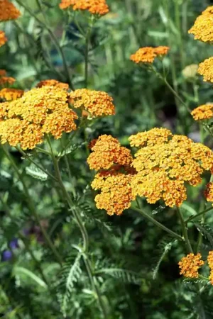 Achillea ‘Terracotta‘ - Veilige betaling