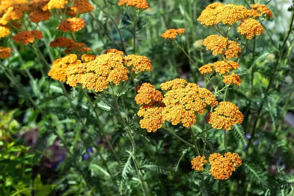 Achillea ‘Terracotta‘ - Veilige betaling