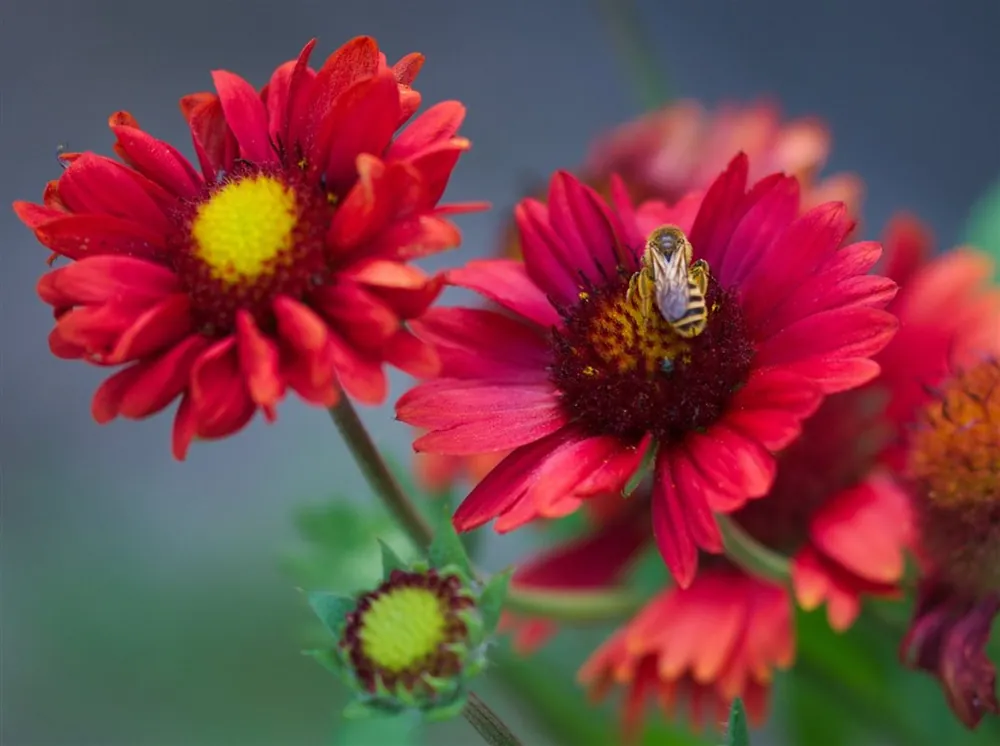 Voordeelprijs | Achillea ‘Walther Funcke‘