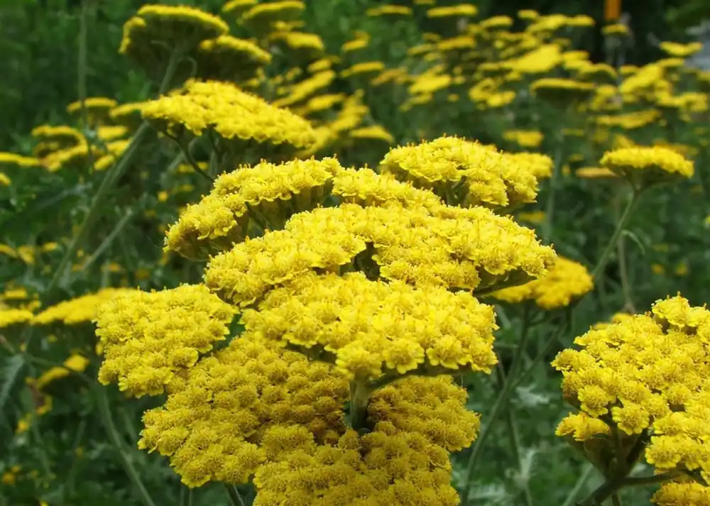 Net gelanceerd - Achillea fil. ‘Cloth of Gold‘