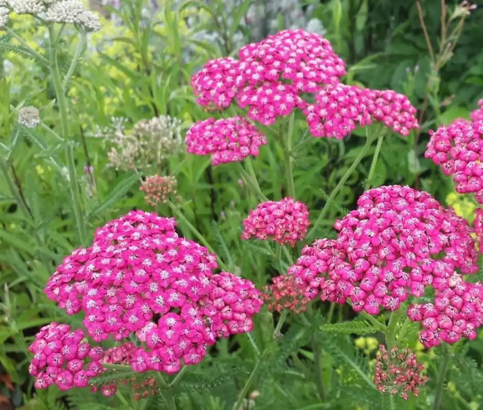 Wees er snel bij - Achillea mil. ‘Cerise Queen‘