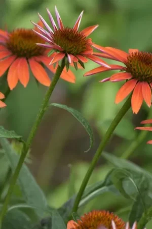 Achillea mil. ‘Lachssch”nheit‘ - Fabrieksprijs
