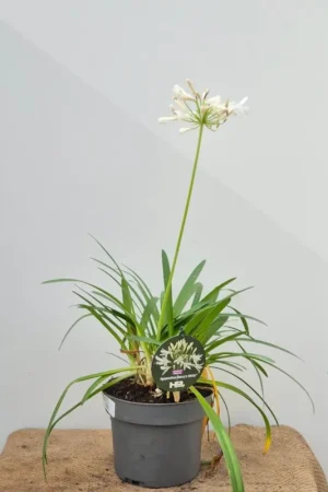 Agapanthus af. ‘Eydori White‘ - Nog maar een paar beschikbaar