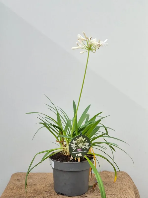 Agapanthus af. ‘Eydori White‘ - Nog maar een paar beschikbaar