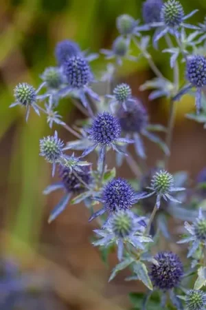 Zojuist toegevoegd - Agapanthus africanus