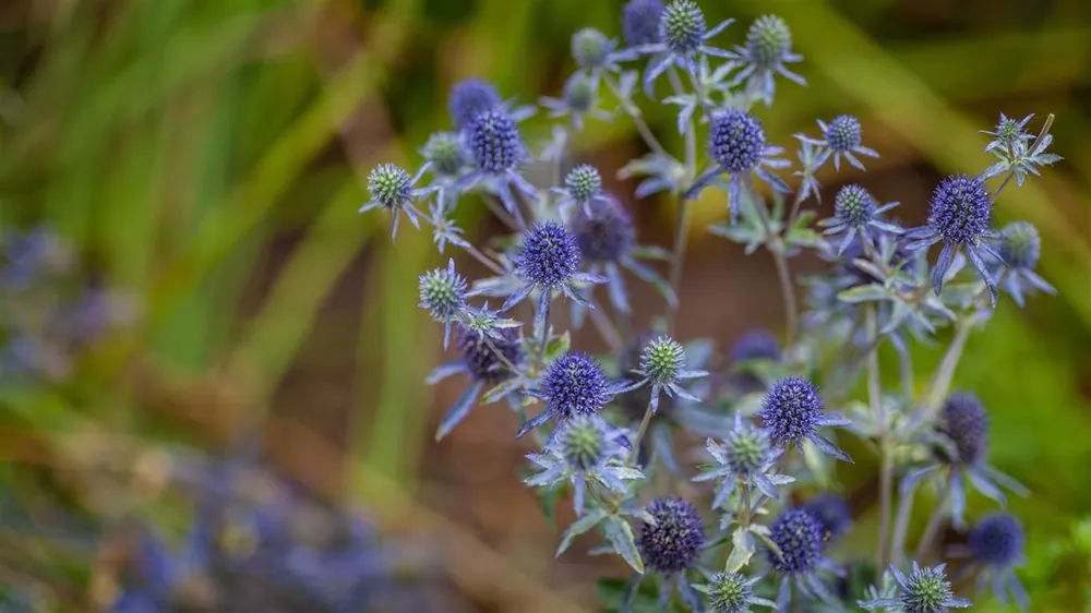 Zojuist toegevoegd - Agapanthus africanus
