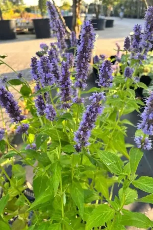 Agastache ‘Blue Fortune‘ | Sale