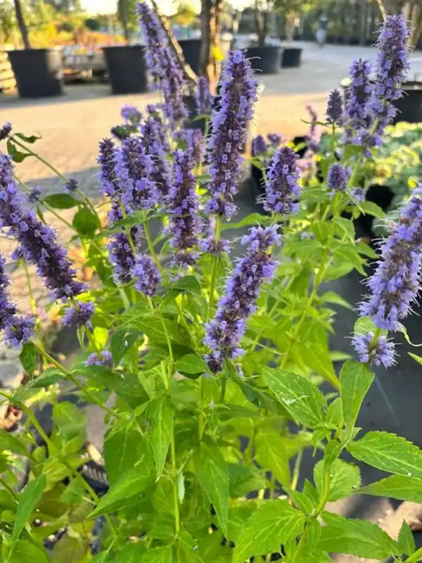 Agastache ‘Blue Fortune‘ | Sale