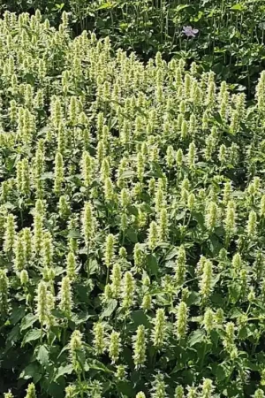 Agastache rugosa ‘Alabaster‘ - Tijdelijke actie