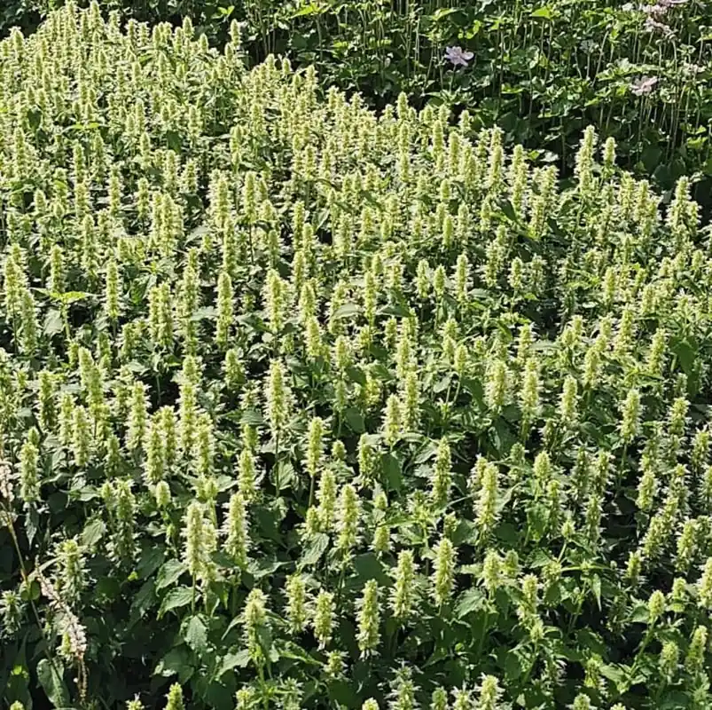 Agastache rugosa ‘Alabaster‘ - Tijdelijke actie